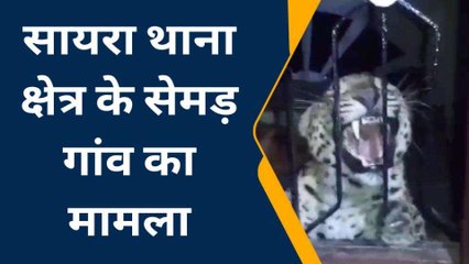 पैंथर की दहशत: घर में पैंथर शावक घुसने से मचा हड़कंप, देखें वीडियो