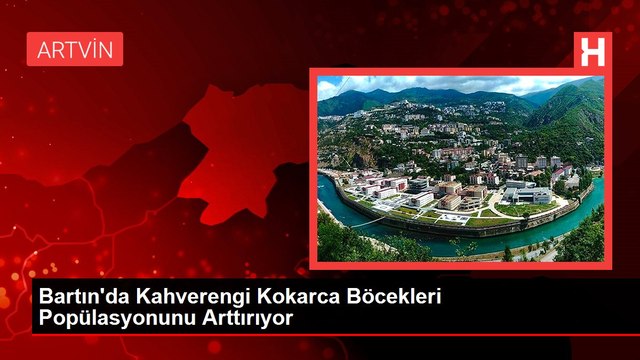 Bartın'da Kahverengi Kokarca Böcekleri Popülasyonunu Arttırıyor