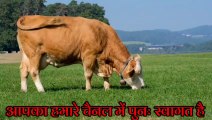 Mastigon Spray थनैला का अंत तुरंत Review|Uses&Benefit|Price|Composition|Uses Indication|Side effect || Manjhi veterinary #buffalo #cow #pharmaceutical #vetpetandcattle #goat #intaspharma #antibiotics || थनैली की दवा || Mastitis Medacin