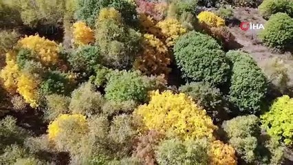 Türkiye'nin yeşil altını! Köyde keşfedildi kilosu 20 bin TL'den satılıyor