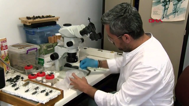 La population de punaises brunes augmente à Bartın