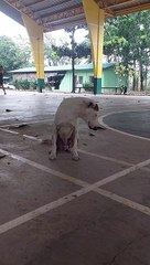 Un chien décide que c'est l'heure de la sieste pendant un match de basket