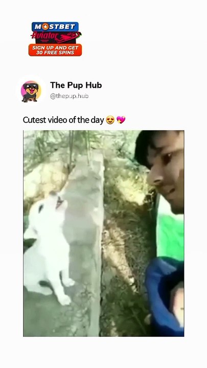Smart_and_funny_dog_video 