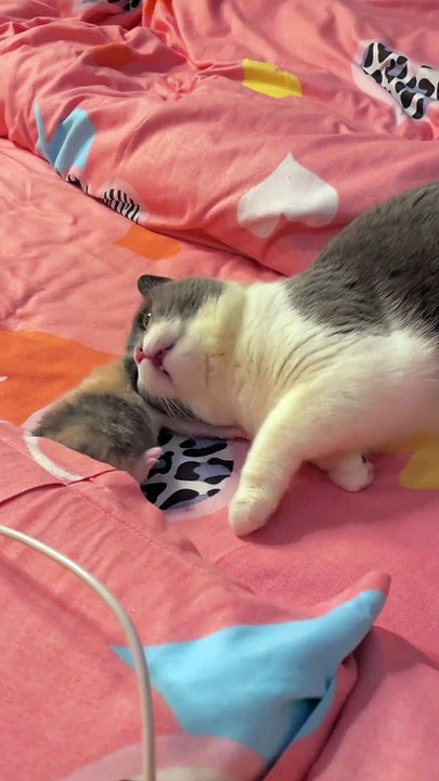 Cat Funny Moments | Animals Funny Moments | Beautiful Pets | Cute Pets | Animals Satisfying Videos #animal #cats #satisfyingvideos #catshorts