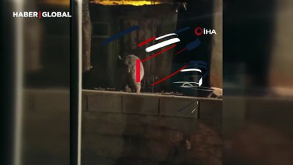 İçeriye bakması ile çıkması bir oldu: Boz ayı bu kez eli boş döndü