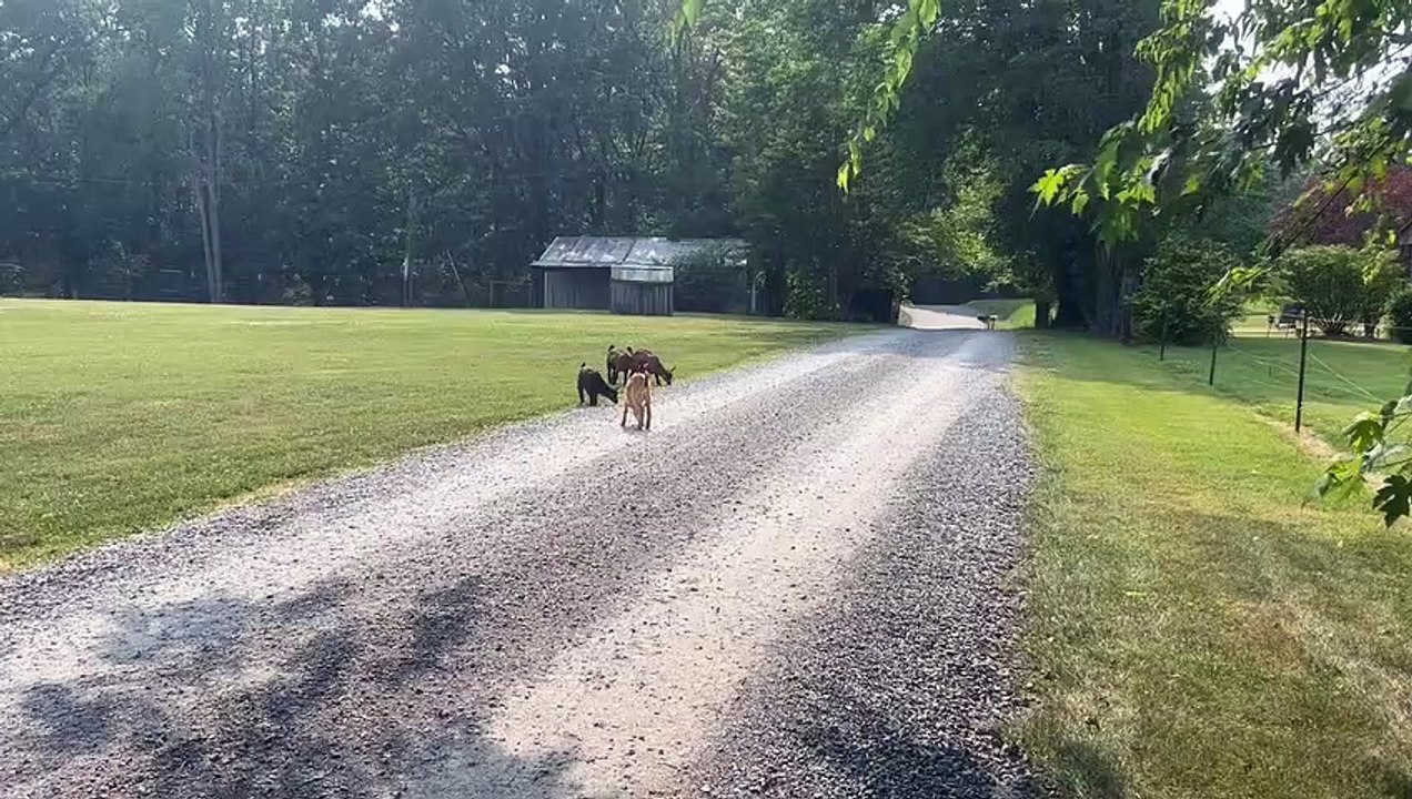 Une fille poursuit ses chèvres naines