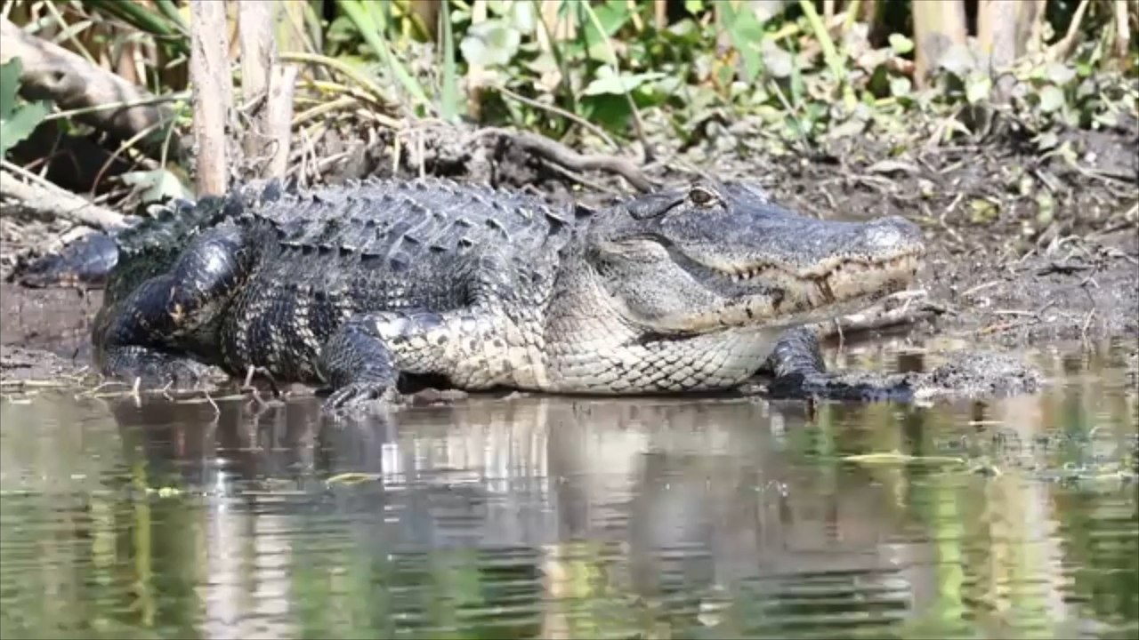 Tragischer Vorfall in Florida: Alligator verschlingt Frau