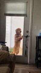 Golden Retriever se laisse entrer