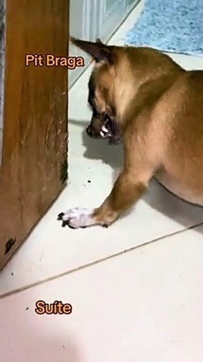 Bathroom Door Turns Dog Demonic