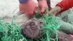 James et ses amis, héros du littoral sud-africain : Sauvetage de jeunes phoques pris au piège !