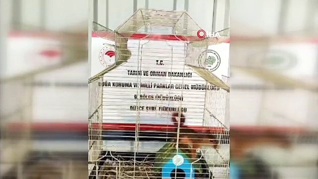 Yuvasından düşen yavru sincap koruma altında