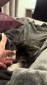 Un chaton dort plus profondément que la tranchée des Mariannes