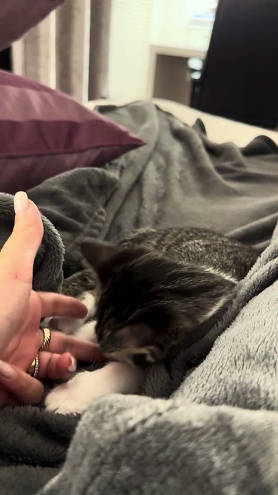 Un chaton dort plus profondément que la tranchée des Mariannes