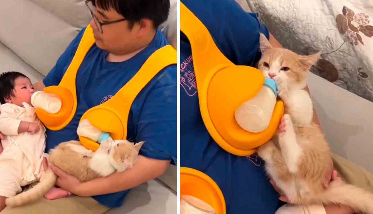 Niedliches Video: Mann füttert menschliches Baby und Kätzchen gleichzeitig