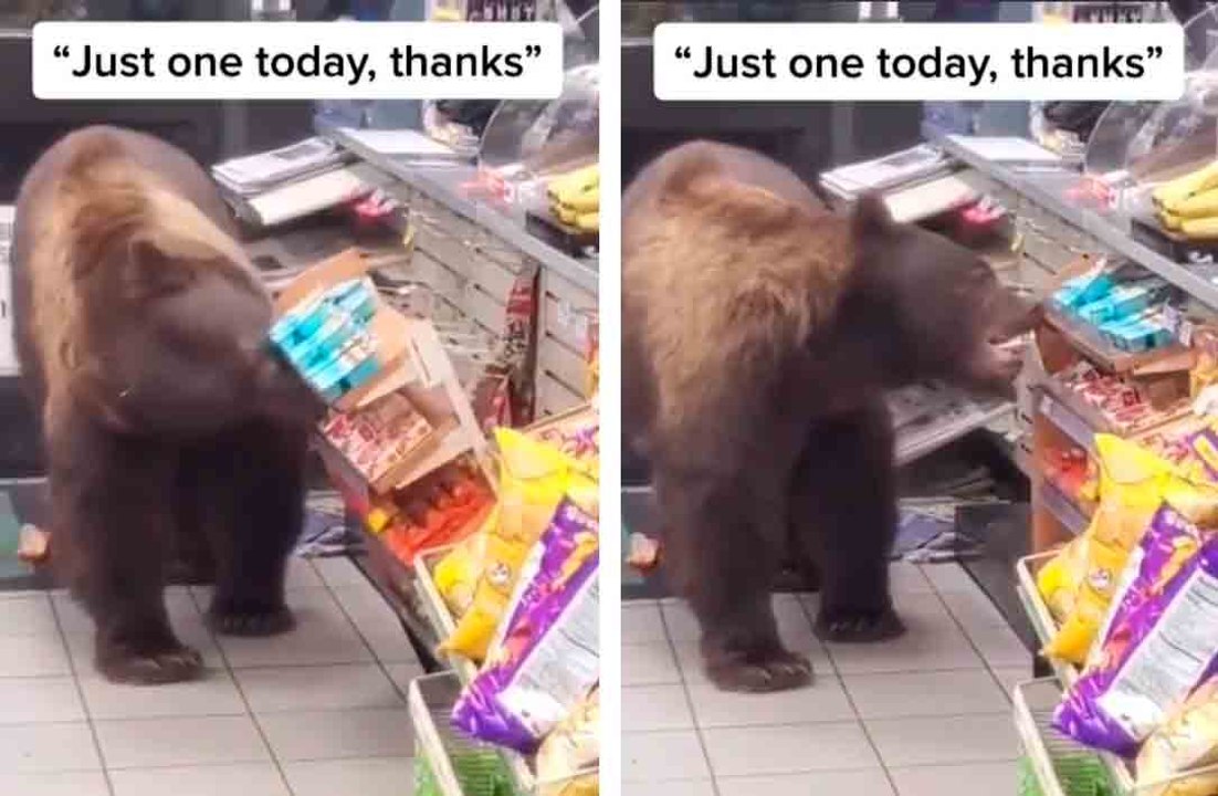 Video: Bär betritt einen Convenience-Store, stiehlt einen Süßigkeiten und geht ganz gelassen wieder raus