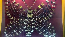 Il y a plus de 70 000 spécimens d'insectes au Musée des insectes situé à la Direction générale de la recherche et des politiques agricoles.