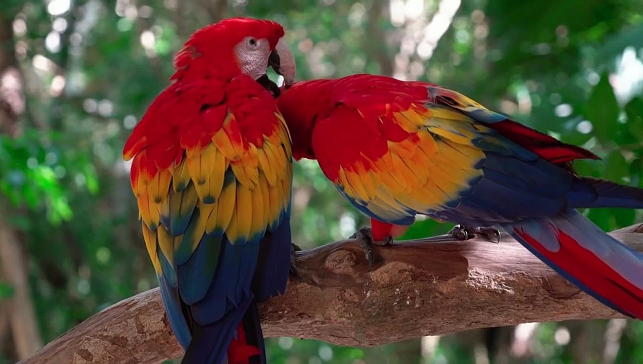 parrot_-_77784 (540p)