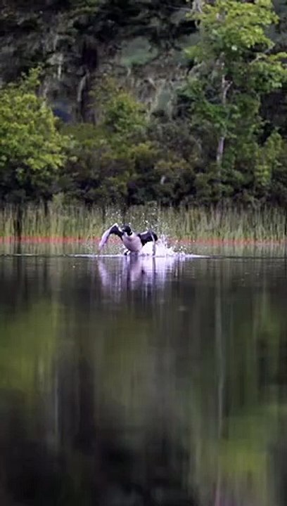 Loon abandonne son décollage