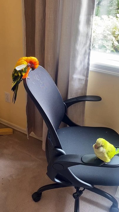 Mango le perroquet se gratte la tête avec sa plume