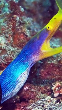 Murènes qui traînent