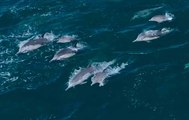 Beeindruckende Luftaufnahmen zeigen tausende von Delfinen, die in der Monterey Bay in Kalifornien als Gruppe schwimmen