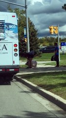 Promenades en cochons dans les transports publics