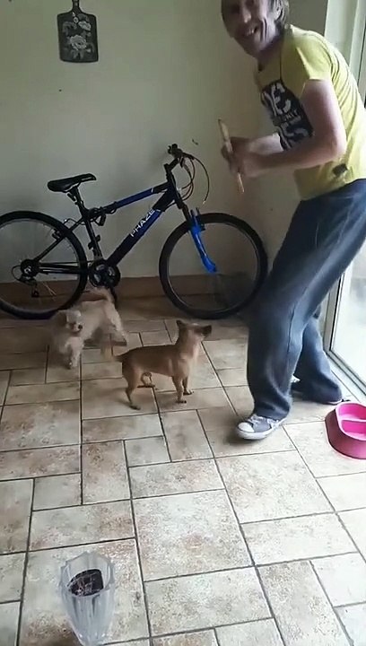Chiot Joueur de Flûte
