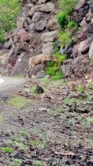 Un troupeau de béliers bloque la circulation dans le parc national de Yellowstone