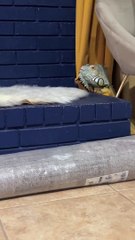 Sancho l'iguane grimpe contre toute attente