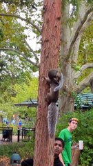 Les écureuils attirent une foule au zoo de Saint Louis