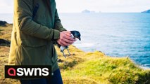 Icelanders help baby puffins take flight and start their migration - by throwing them off a cliff