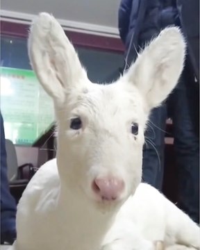 STUNNING Rare White Deer Rescued!