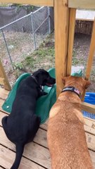 Ces chiens n'ont pas besoin d'humains pour jouer à rapporter