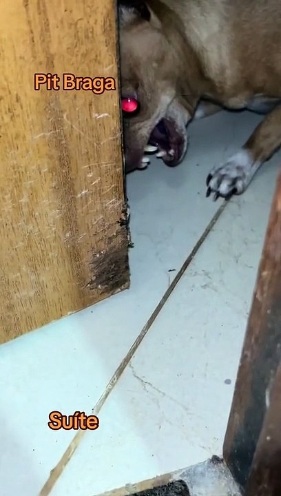 Bathroom Door Turns Dog Demonic