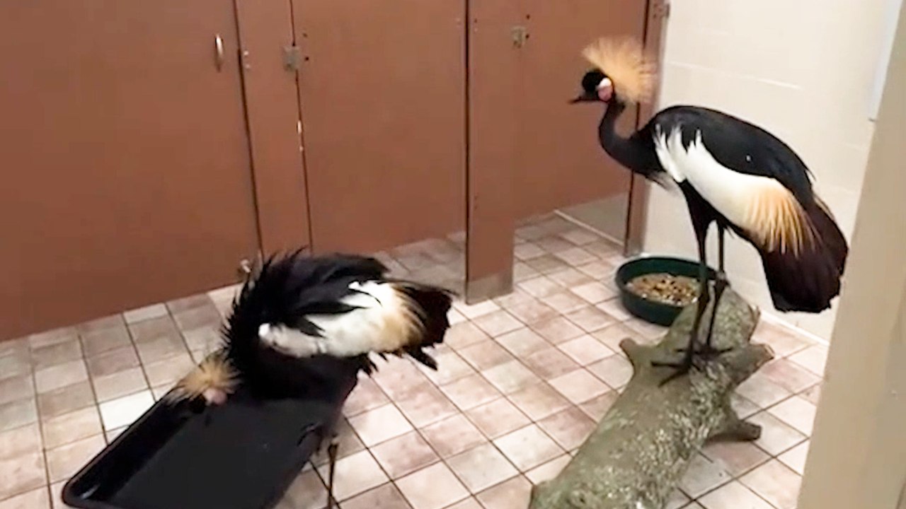 Zookeepers Protect Birds During Hurricane by Housing Them in the BATHROOM