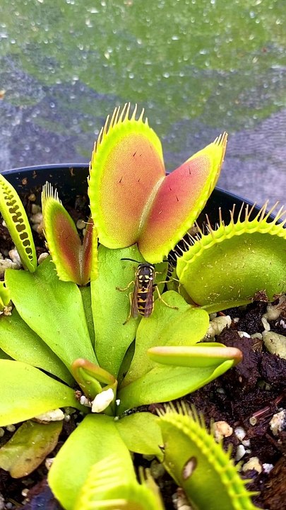 Une guêpe danse dans le piège à mouches de Vénus