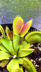 Une guêpe danse dans le piège à mouches de Vénus