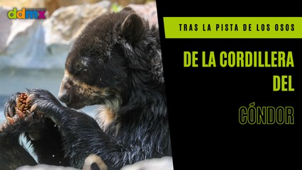 Tras la pista de los osos de la Cordillera del Cóndor