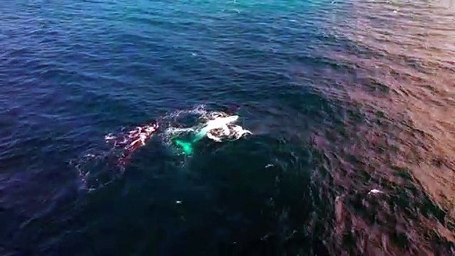 Les baleines à bosse éclaboussent ensemble