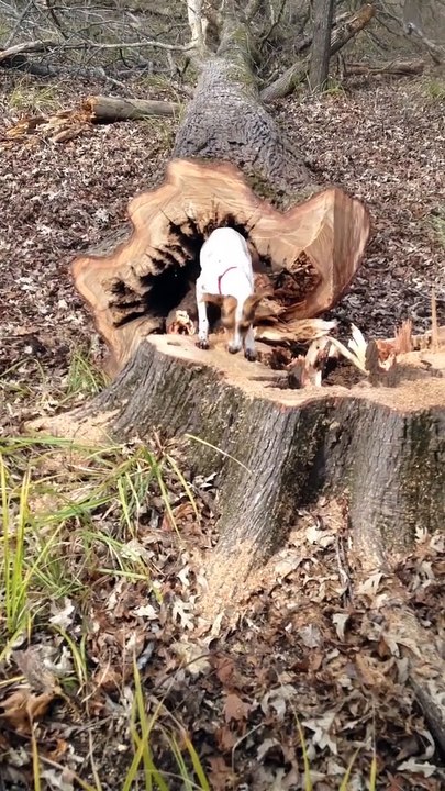 Tree Sawed Down After Dog Gets Stuck Inside