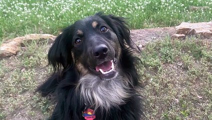 Pup Builds Herself A Pillow Pile