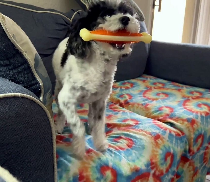 Petey The Poodle Does A Prancy Dance