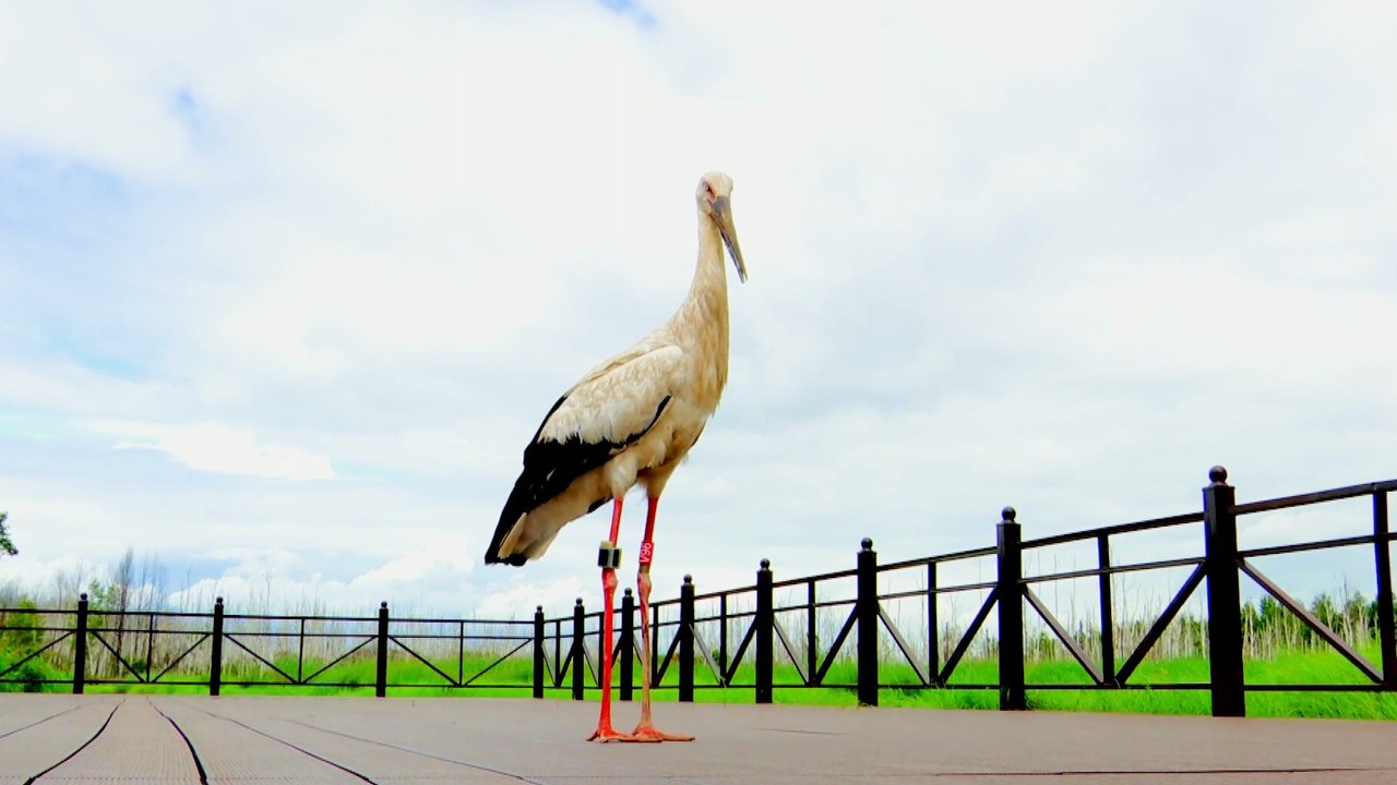 Endangered Bird That Broke Its Beak Gets a New Custom-Made Beak