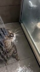 Cats that love baths
