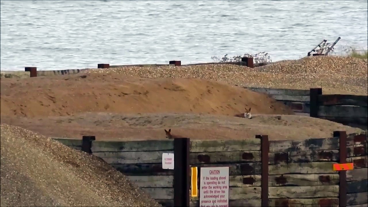 Frolicking foxes