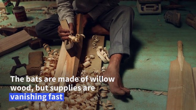 Rampant logging threatens Kashmiri cricket bat industry
