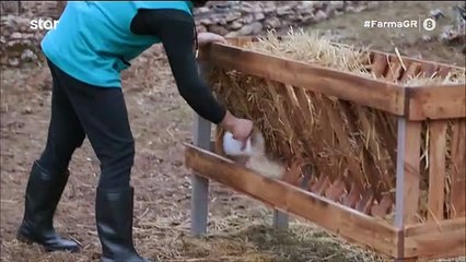 Η Φάρμα: Η πρώτη οικειοθελής αποχώρηση παίκτη και το… σαβούριασμα αγρότισσας από την καρέκλα!