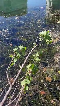 Silure fishing catfish