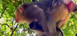 (Tổng hợp)Phần15.Những chú khỉ con không được khỉ mẹ & đồng loại yêu thương.Poor little monkeys