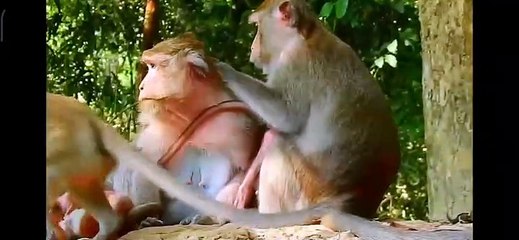(Tổng hợp)Poor baby monkeysNhững chú khỉ con đáng thương.Part 3.7